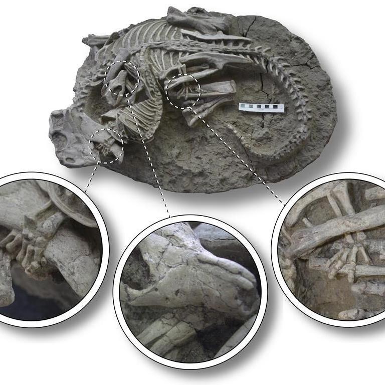 Mammals may have hunted down dinosaurs for dinner, rare fossil suggests